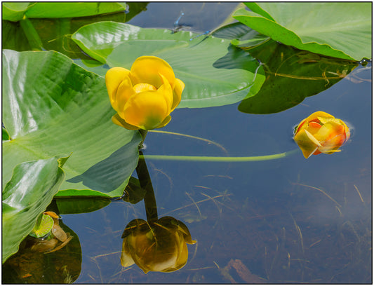 " Pond Lily " Framed Print