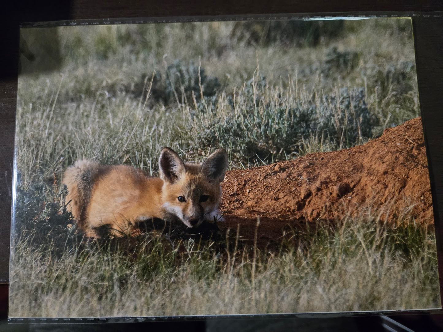 Greeting Card- "Red Fox"