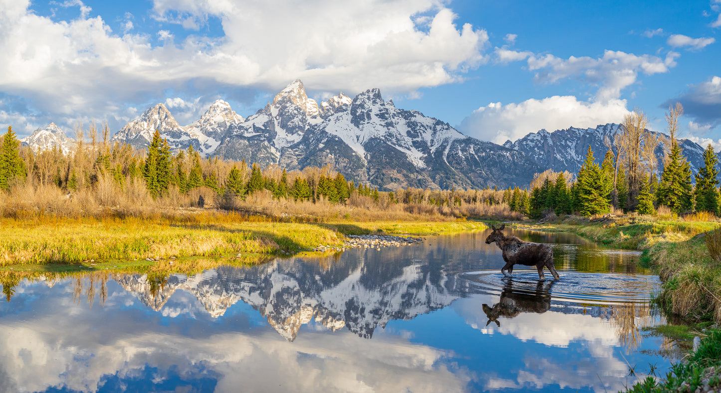 Photograph - " Schwabacher Moose "