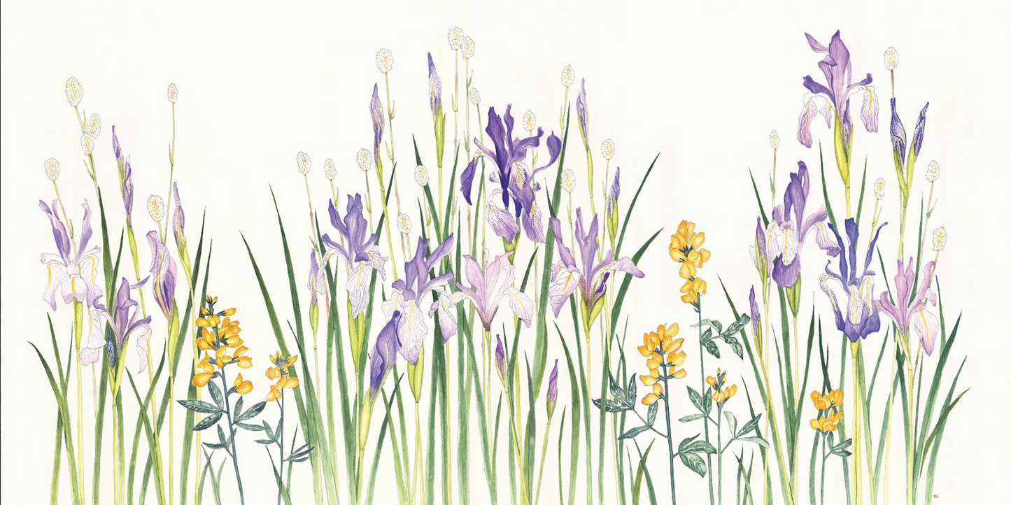" Wet Meadow off Telephone Road " Watercolor Painting Print