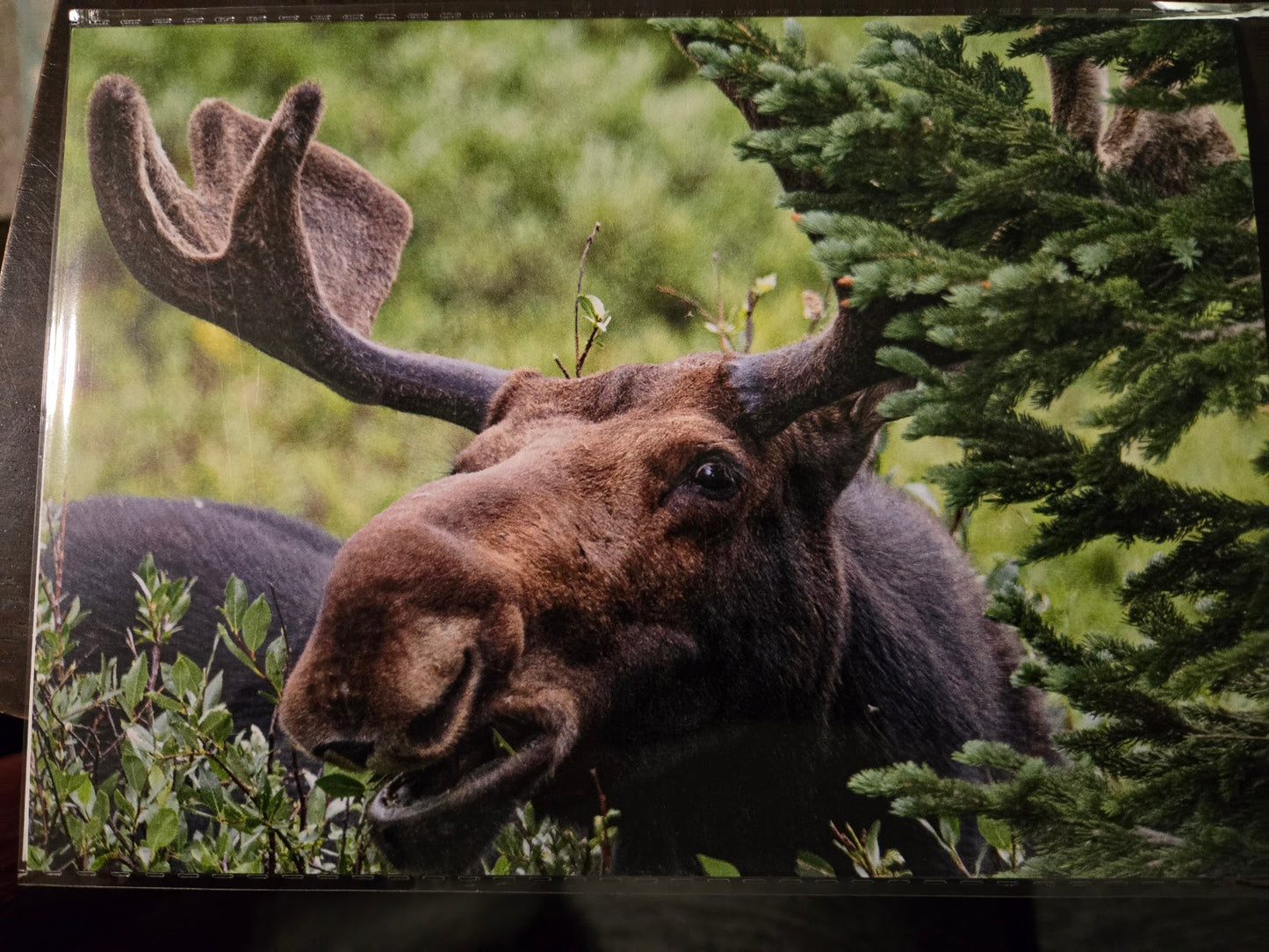 Greeting Card- "Smile" Moose