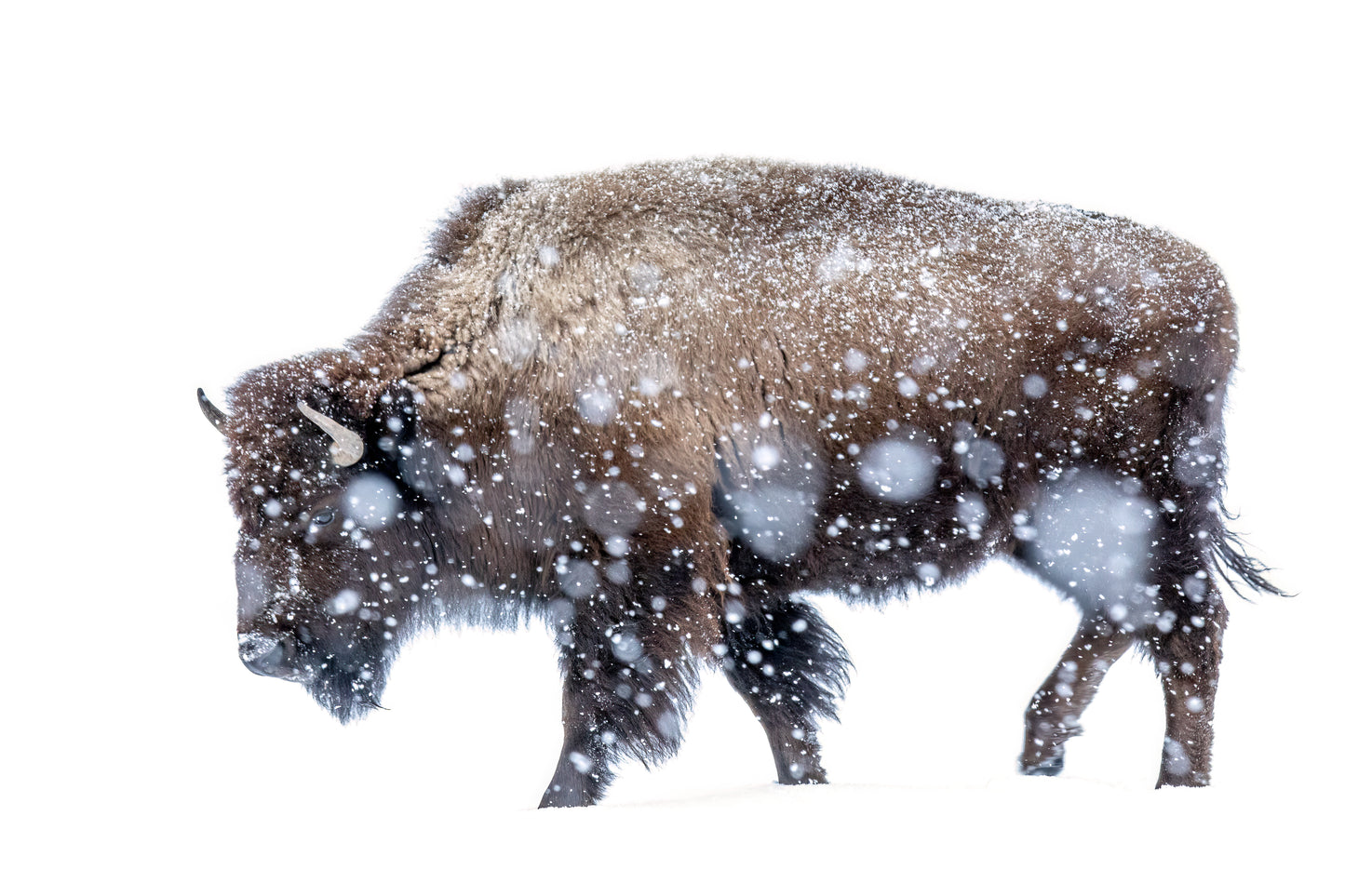 Canvas Photograph- " Snow Bison "