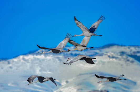 " Spreading the Wings " Sandhill Crane Framed Print