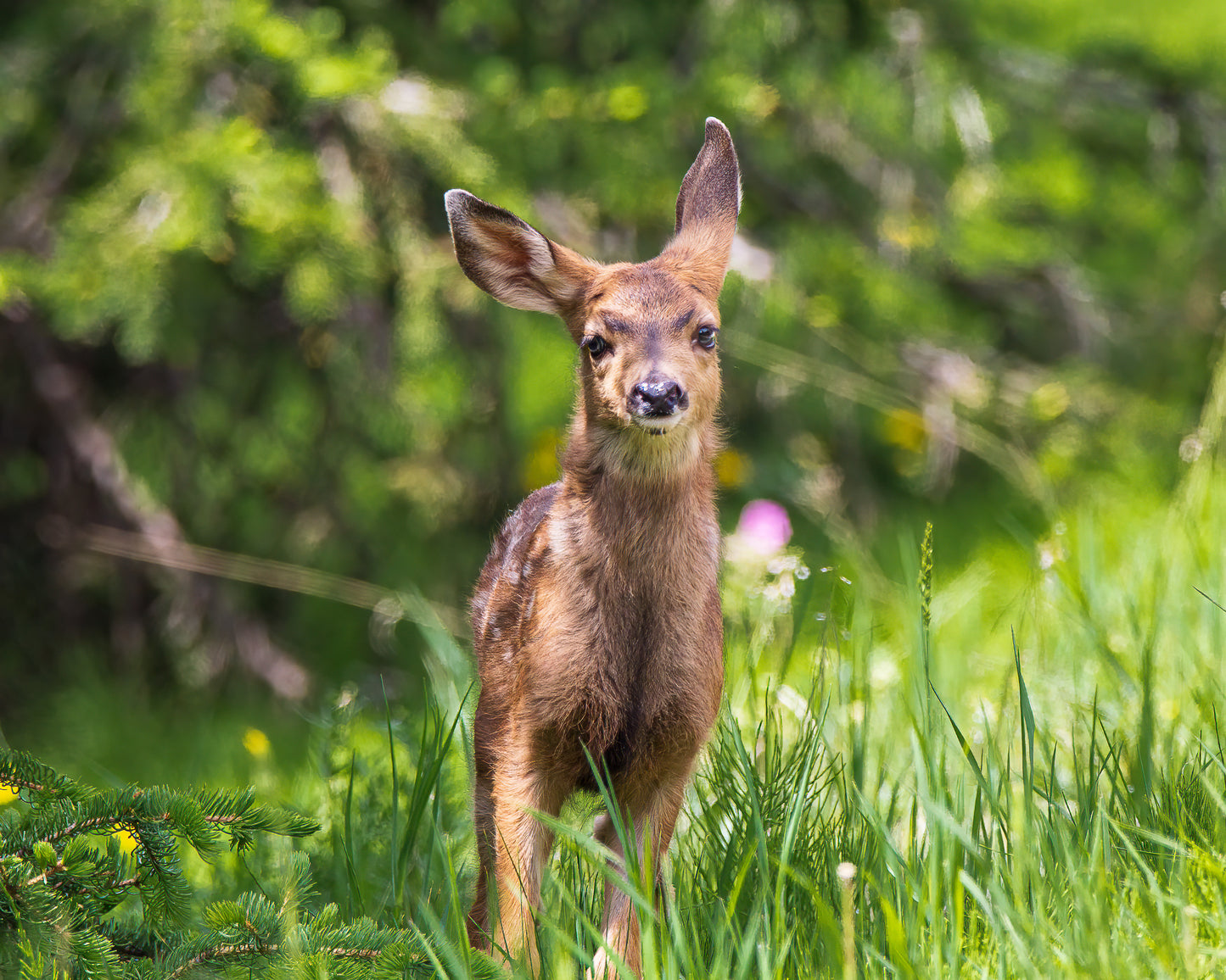 " Summer Fawn " Photograph