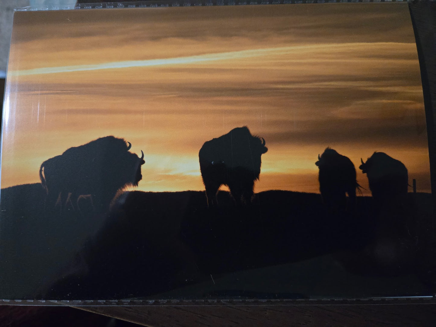 Greeting Card- "Sunset Silhouette" Bison