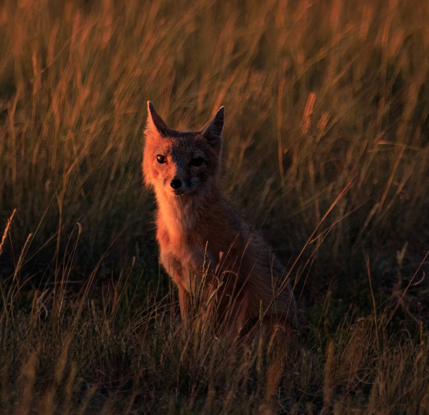 Metal Print- "Watchful Dad" Fox