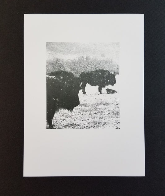 " Wyoming Spring " Bison Greeting Card