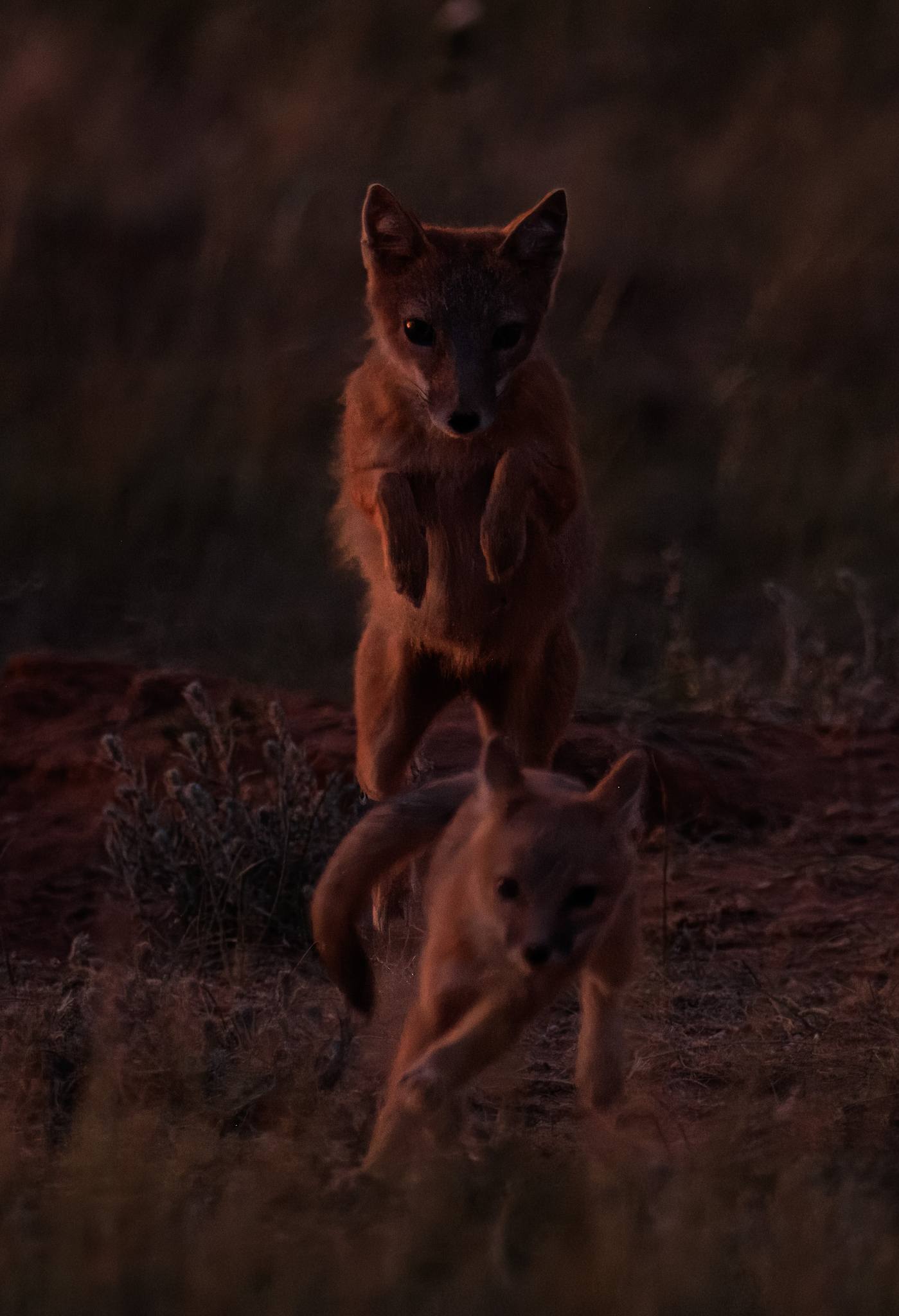 Metal Print- "You Can Run..." Fox