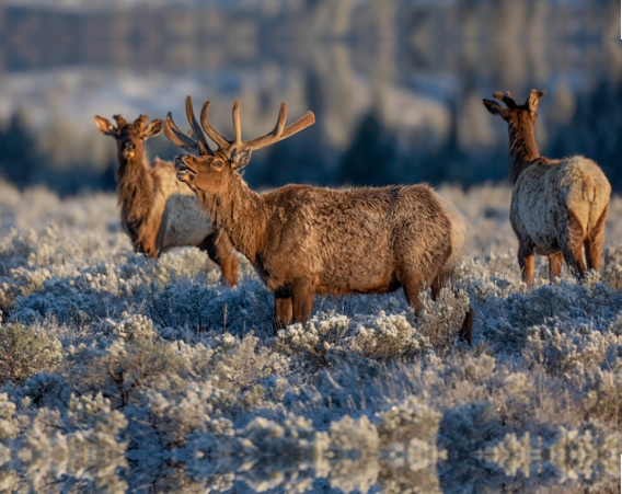 Spring Elk In Velvet Photo on canvas