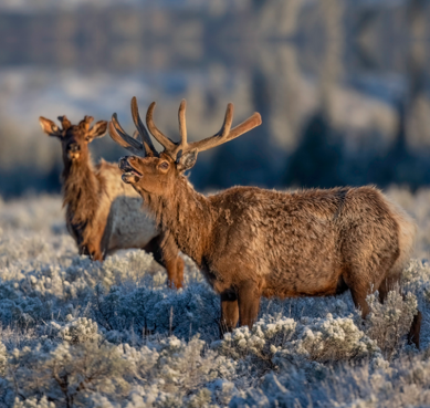 Spring Elk In Velvet Photo on canvas