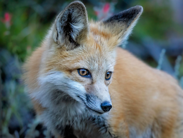 " Concentration " Fox Print