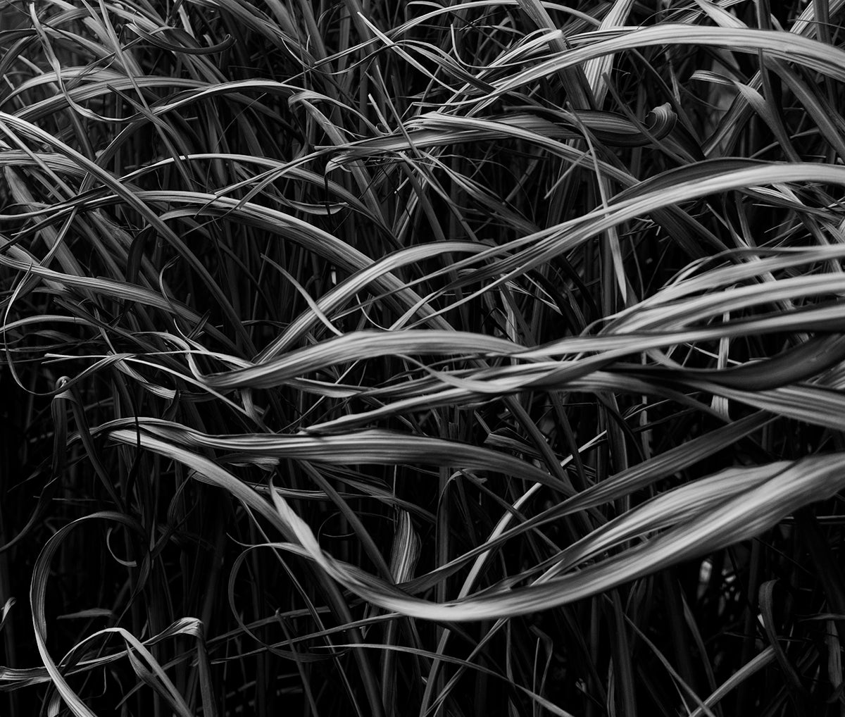 Photograph Print - "Grass Dance"