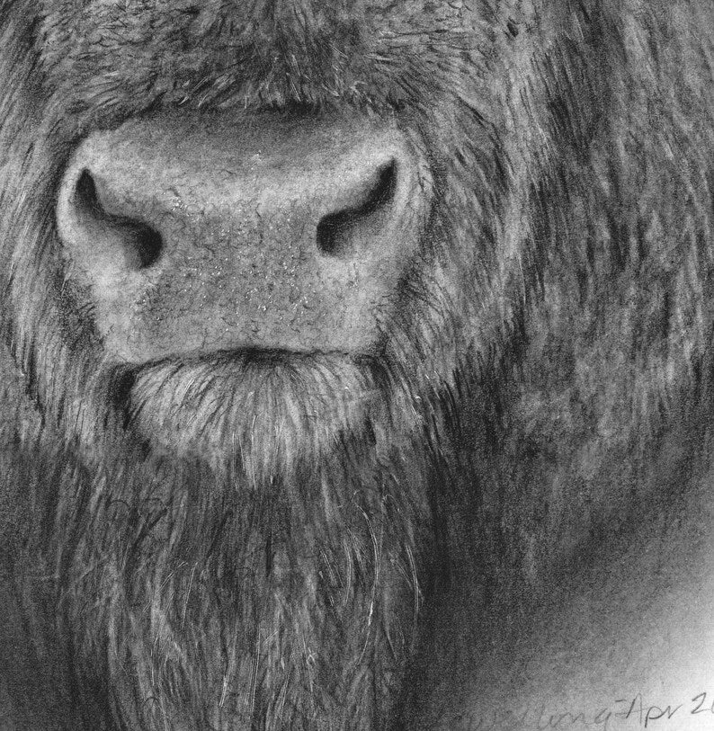 " American Bison " Graphite Pencil Print