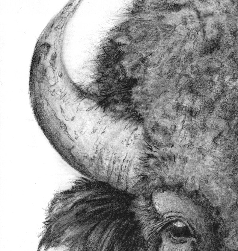 " American Bison " Graphite Pencil Print