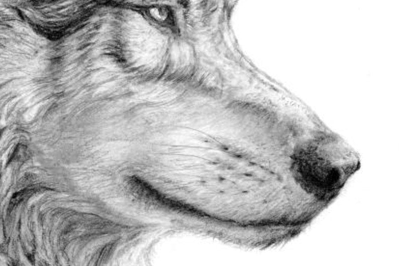 "Yellowstone Wolf" Graphite Pencil Print