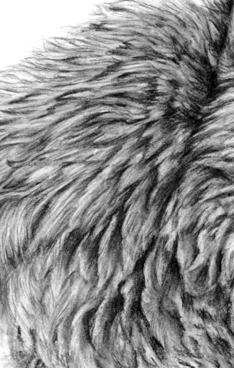 "Yellowstone Wolf" Graphite Pencil Print