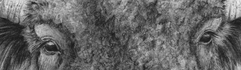 " American Bison " Graphite Pencil Print