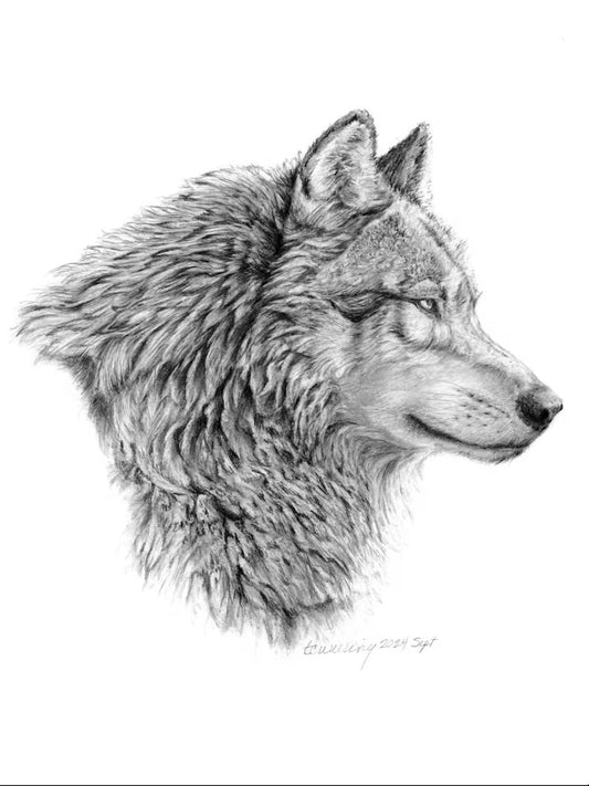 "Yellowstone Wolf" Graphite Pencil Print