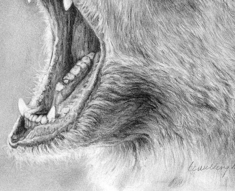 "The Colossal Roar" Graphite Pencil Print