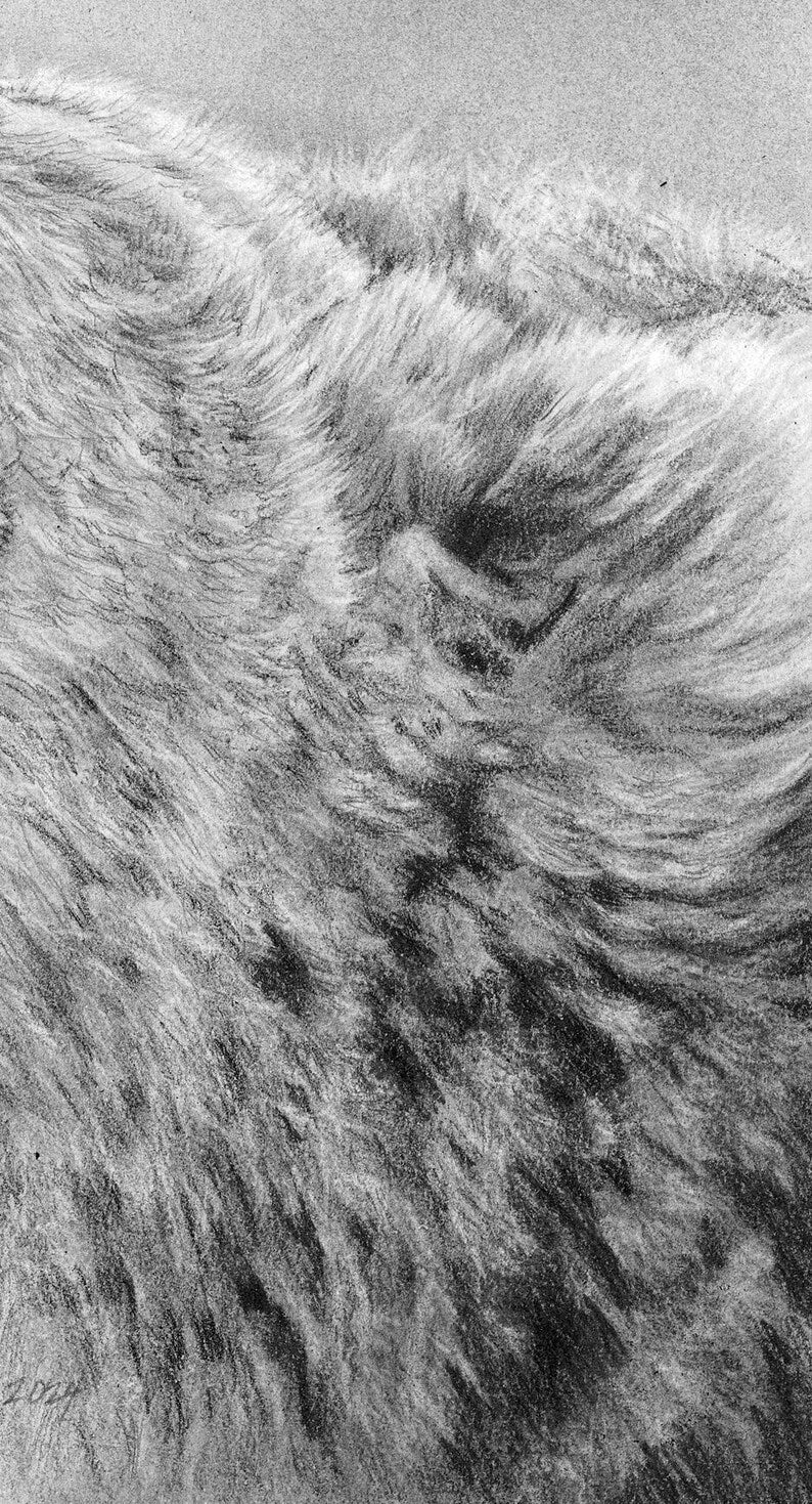 "The Colossal Roar" Graphite Pencil Print