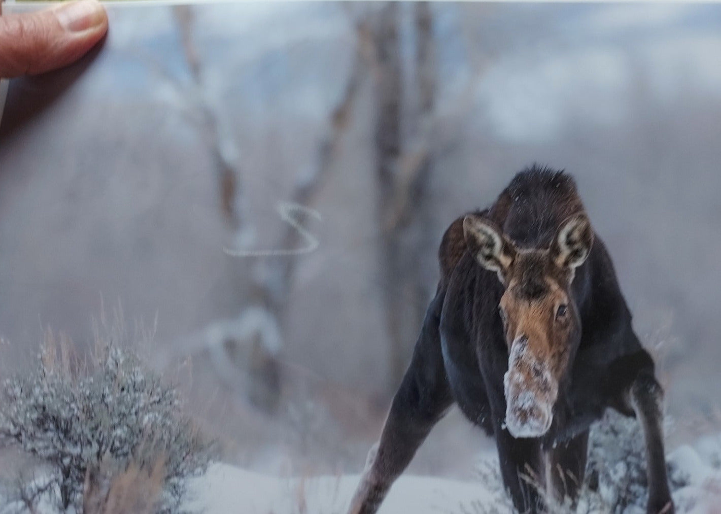 " Winter Harvest " Cow Moose in Snow Print Photographer: Jason Sondgeroth Cow moose trudging through the snow looking for food in the winter Taken in the Grand Tetons of Wyoming Grand Teton National Park Print measures 11.5" long x 8.5" high Ready for a frame Thin cardboard backing and wrapped in plastic for protection