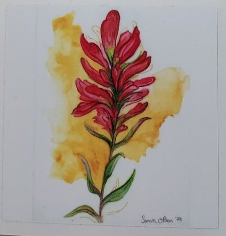 " Indian Paintbrush " Watercolor Art