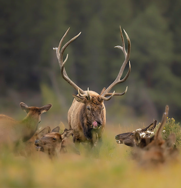 " Licking Good" Elk Print