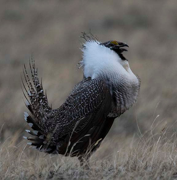 " Impressing the Ladies " Sage Grouse Photograph