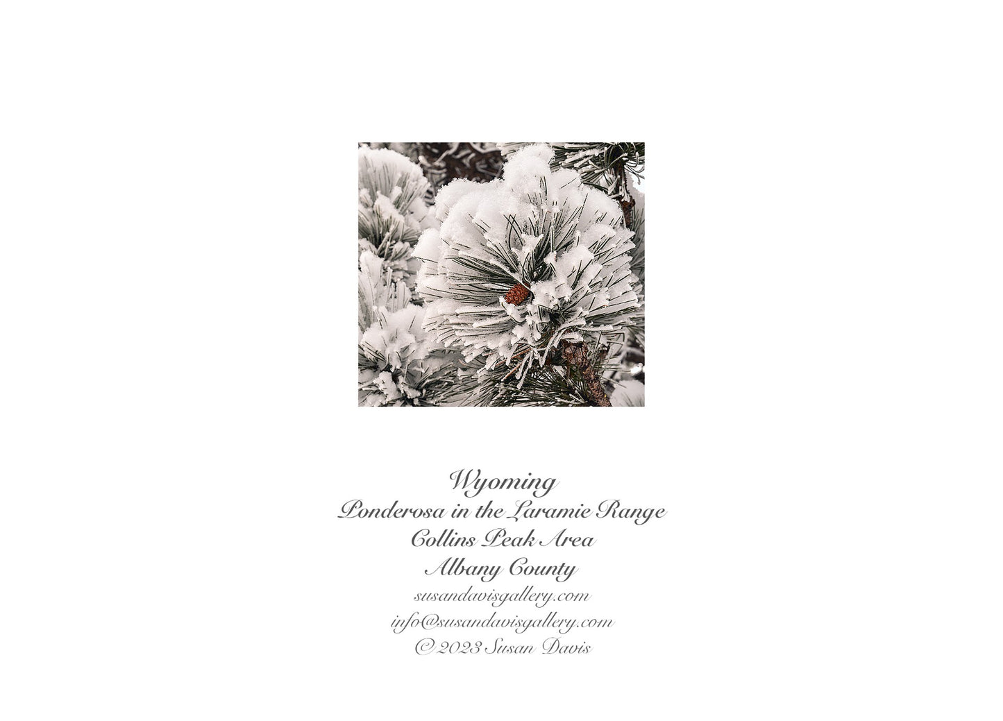 " Season's Greetings from Wyoming " Ponderosa Pine Card