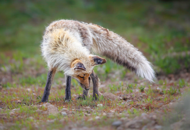 " I See You" Fox Print