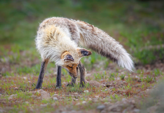 " I See You" Fox Print