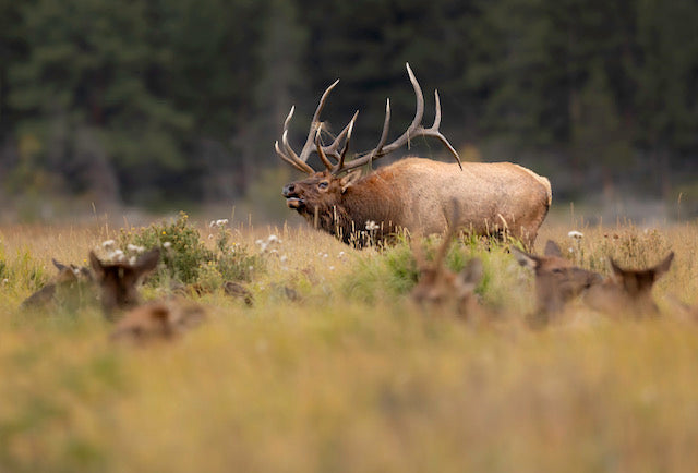 " Fall Elk Rut Bugling with Grass" Elk Print
