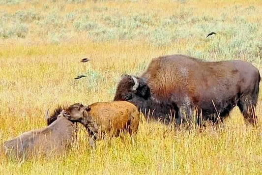 " Bison Family " Greeting Card