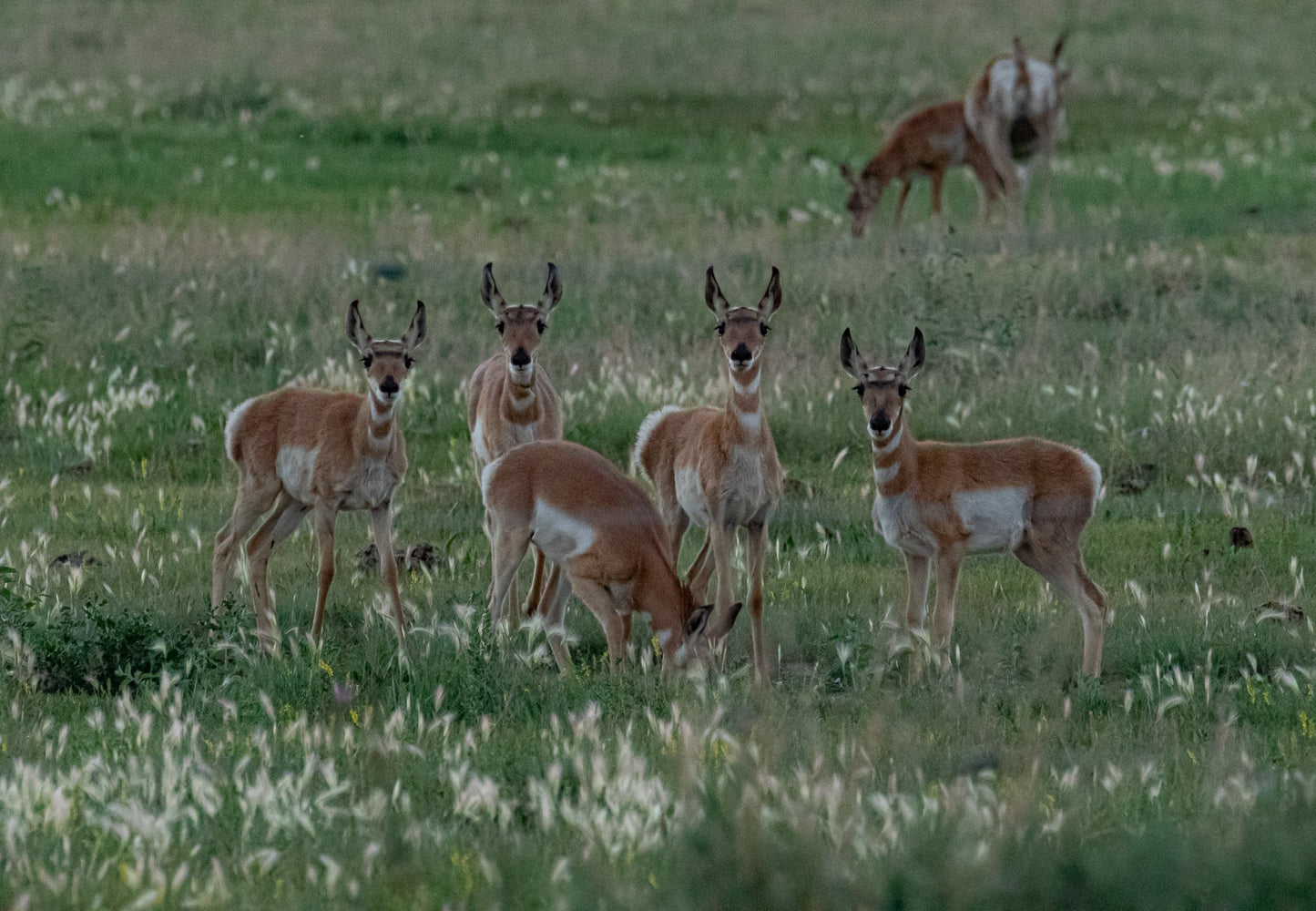 There's always one who doesn't want to look at the camera. Pronghorn fawns outside of Laramie. Glass print
