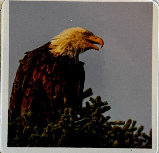Bald Eagle Fridge Magnet Photographer: Jason Sondgeroth 2.25" x 2" Photo of bald eagle in top of a pine tree