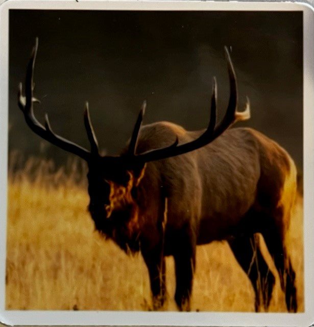 Elk Bugling Fridge Magnet Photographer: Jason Sondgeroth 2.25" x 2" Picture of huge bull elk bugling Fall grasses in the background Please note photograph was taken by the artist