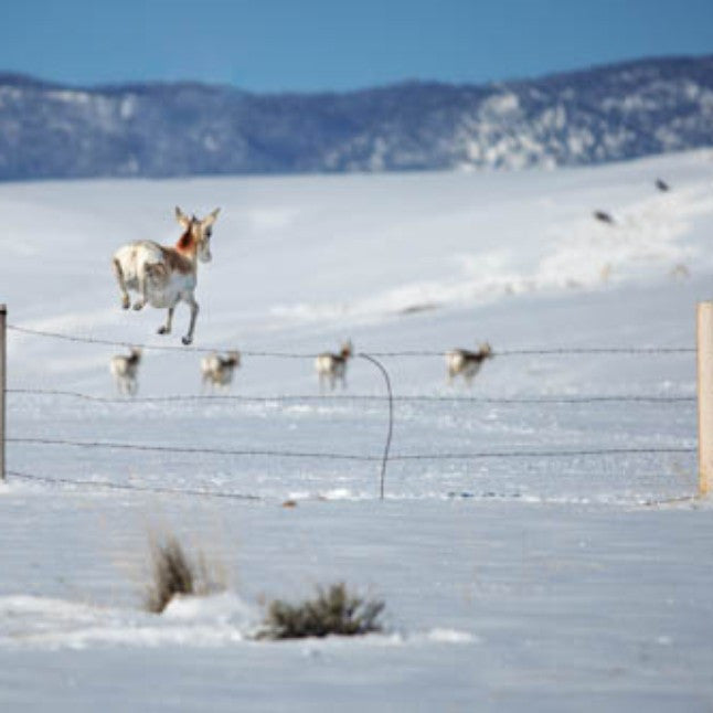 Jumping Pronghorn Mini Metal Print Magnet