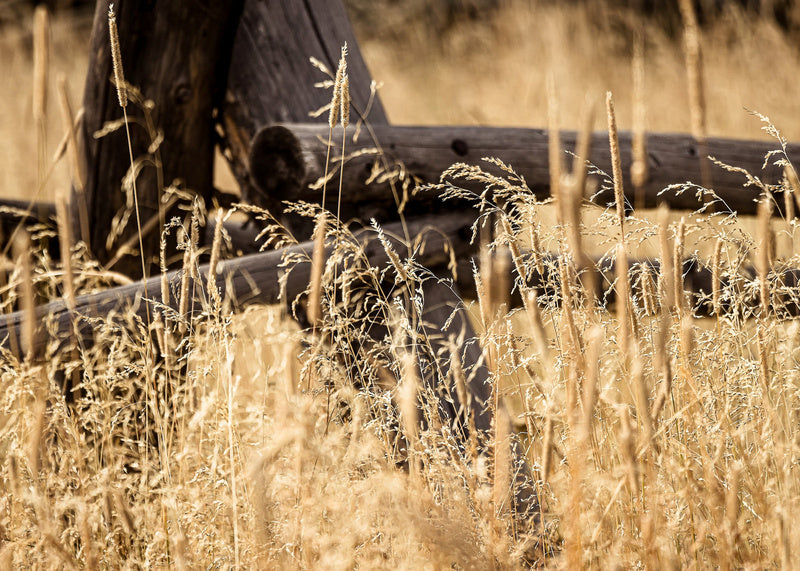 Fall Grass And Buck Fence Notecard