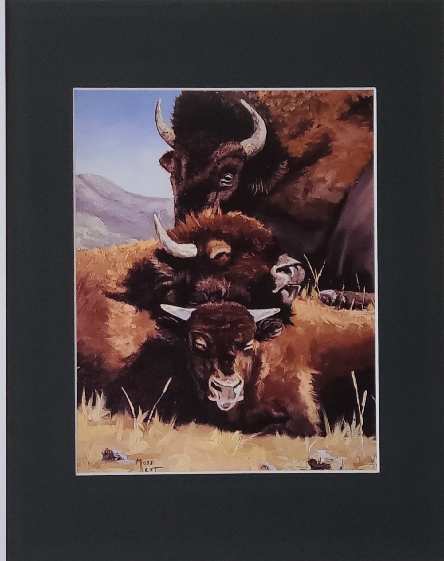 " On Guard " Bison Family Matted Print