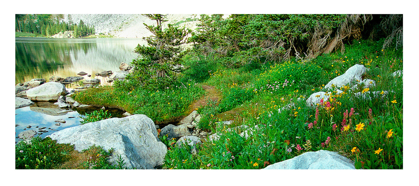 " Quartzite And Wildflowers Along Lake Marie " Panoramic Card