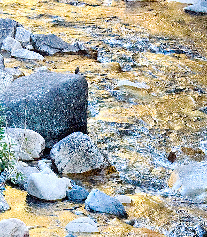 " The Golden Hour " American Dipper Along Rock Creek