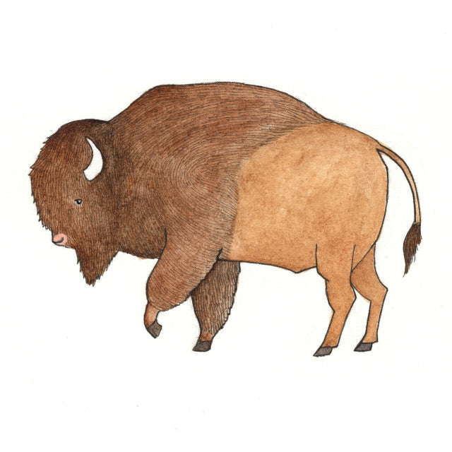 Bison Sticker