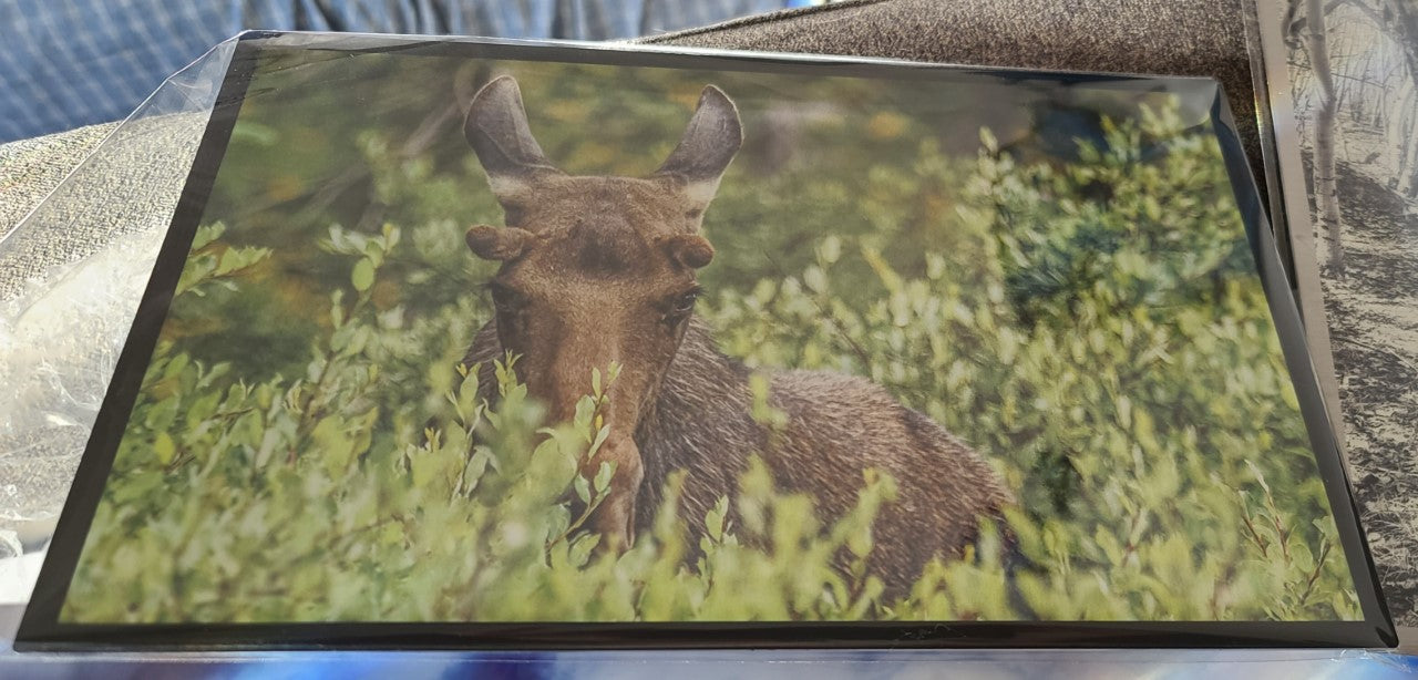 " That Look " Metal Moose Photograph Print