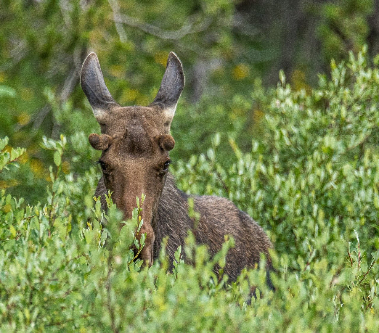 Young bull moose calf keeping an eye out in the Snowy Range Mountains of Wyoming. Metal print