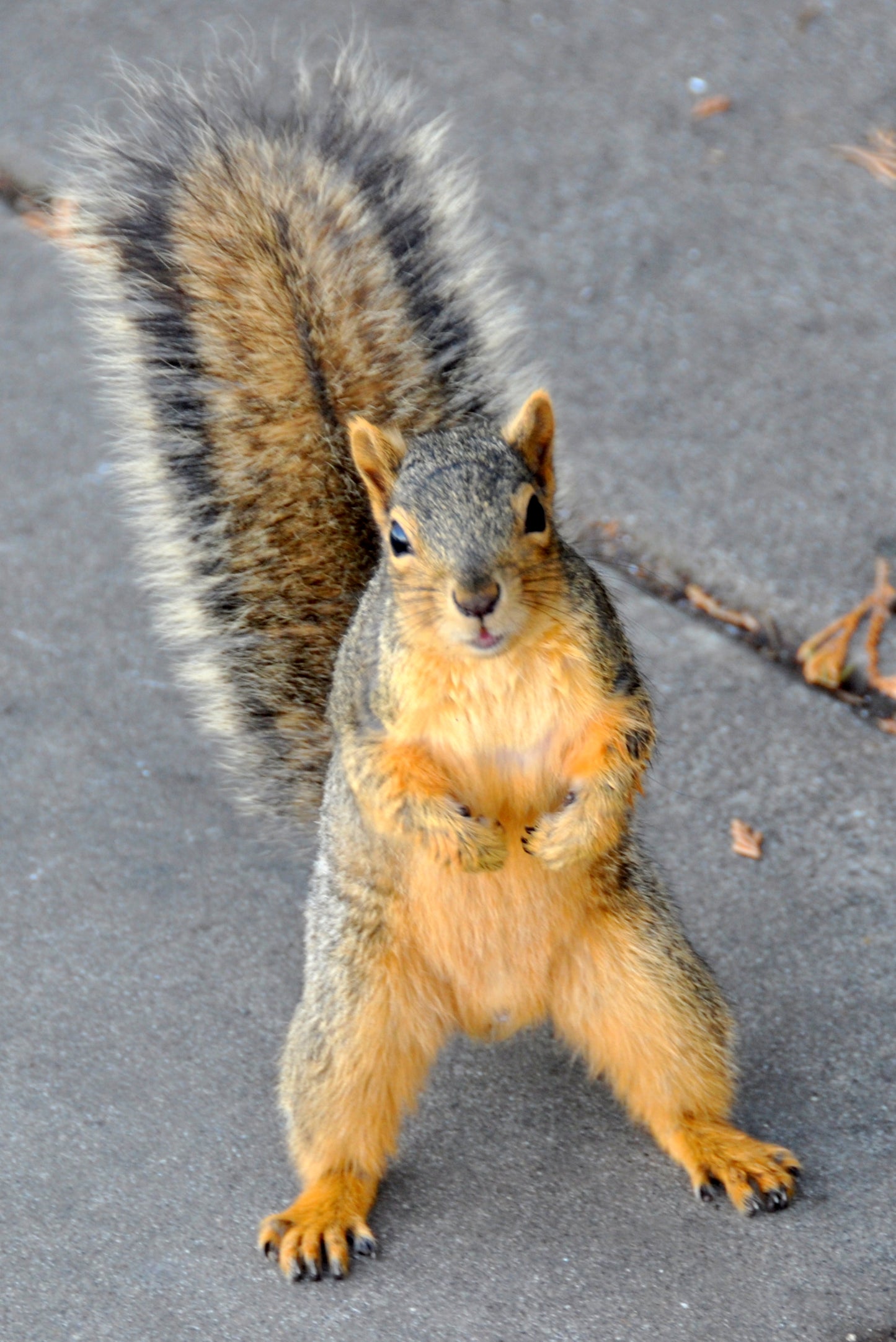 " What? " Squirrel Greeting Card