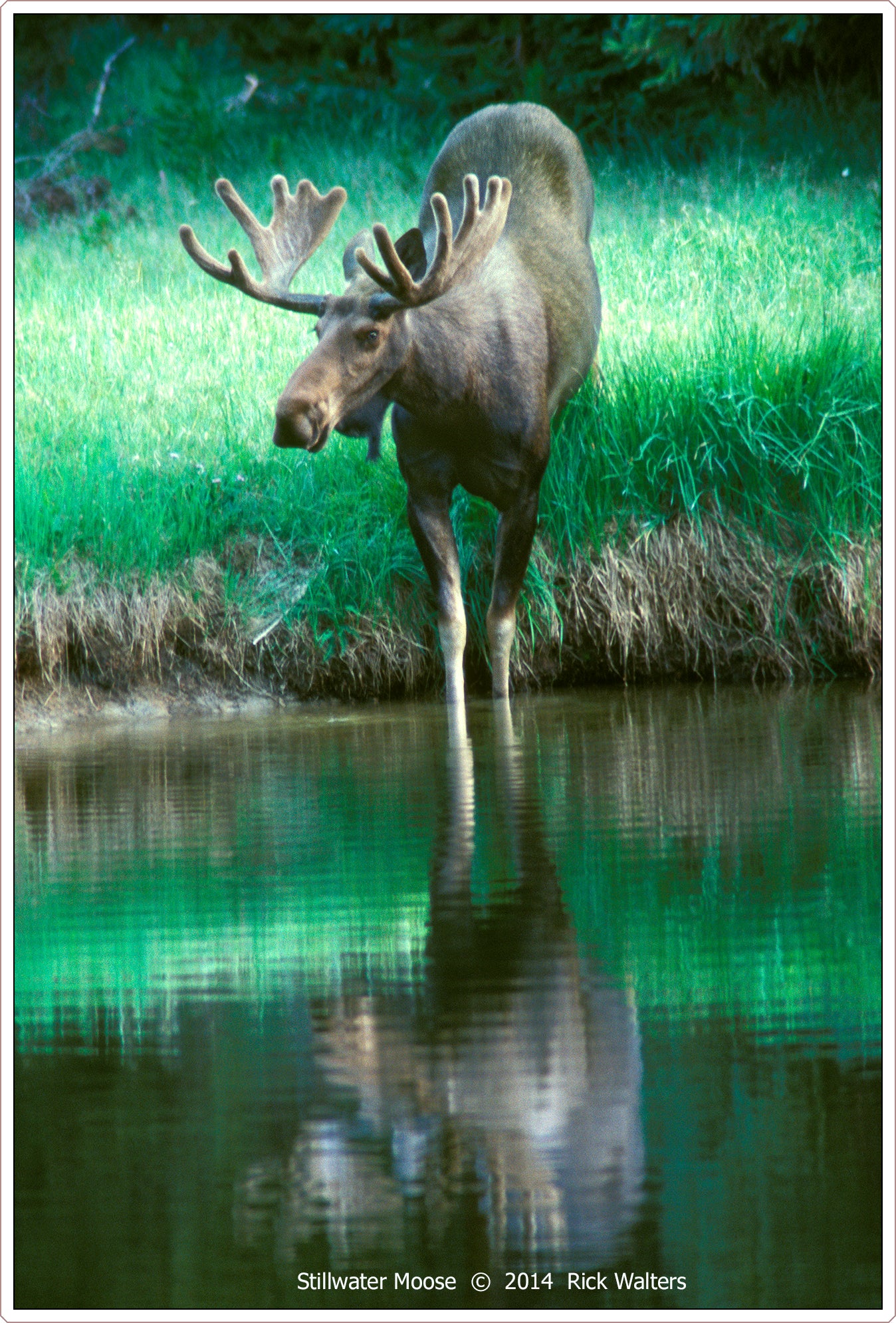 Greeting Card - "Stillwater Moose"
