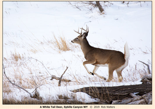 Greeting Card - "White Tail Deer in Snow"