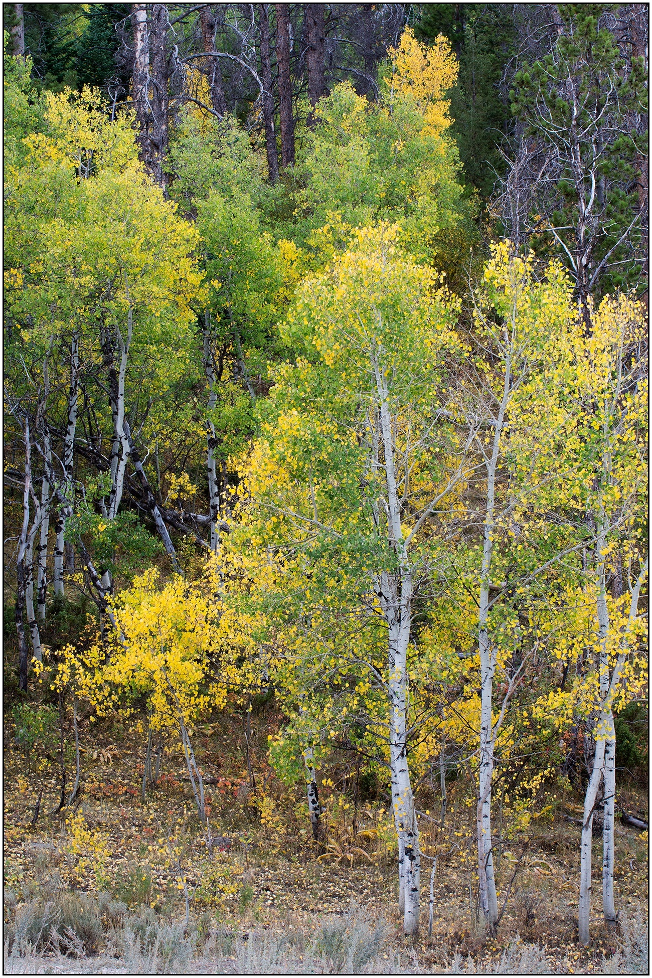 Greeting Card - "Early Autumn Aspens"