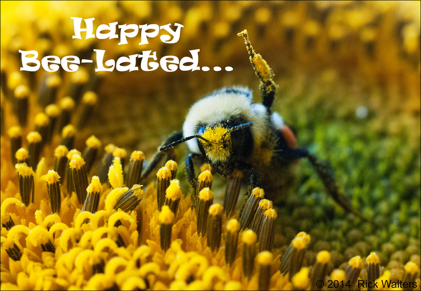 Greeting Card - "Happy Bee-Lated..."