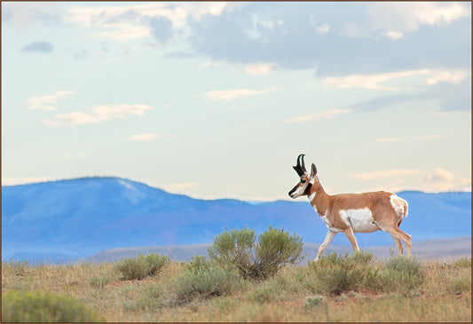 Greeting Card - "Laramie Plains Antelope"